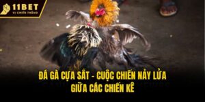 Đá Gà Cựa Sắt - Cuộc Chiến Nảy Lửa Giữa Các Chiến Kê